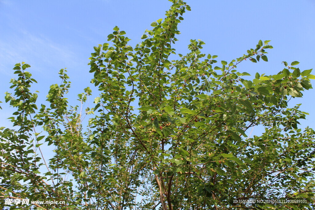 桑树 