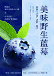美味蓝莓