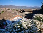 古村落屋顶与烂漫花卉