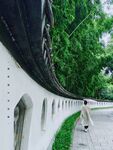 漫步绿荫墙边的悠然时光