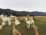 草原上的羊驼群