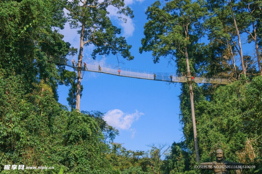 雨林中的高空吊桥景观