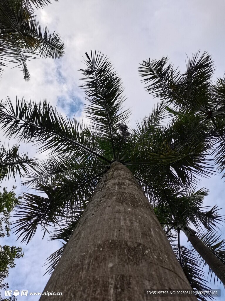 仰望高大棕榈树树冠