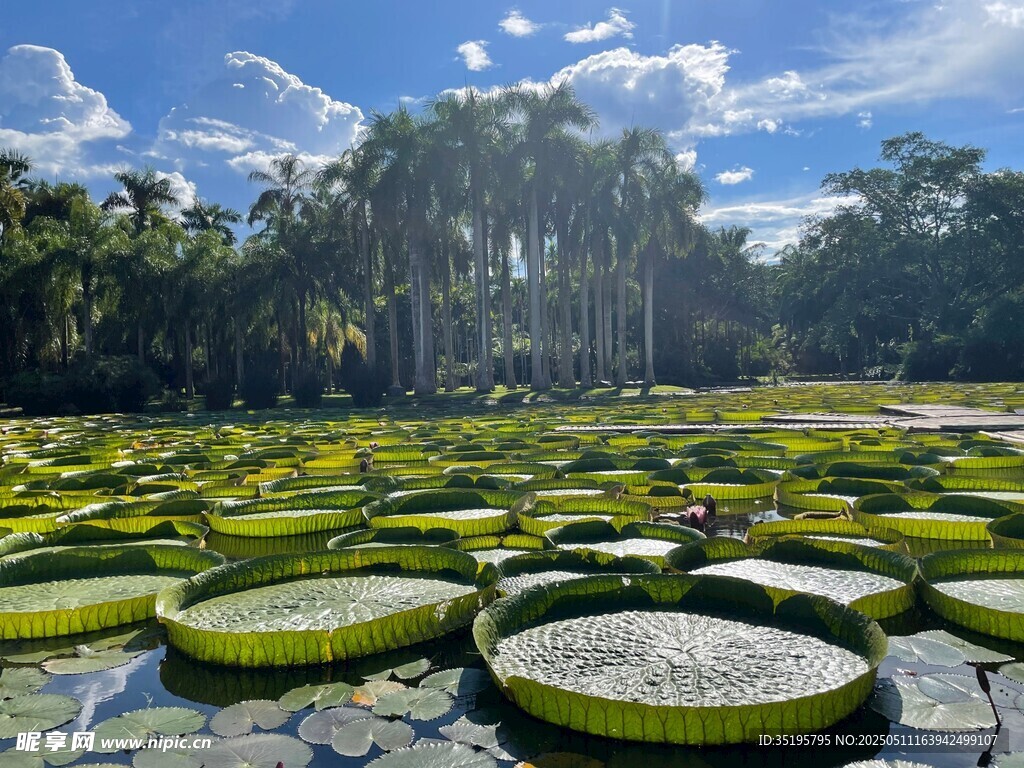 巨大王莲漂浮于水面景观