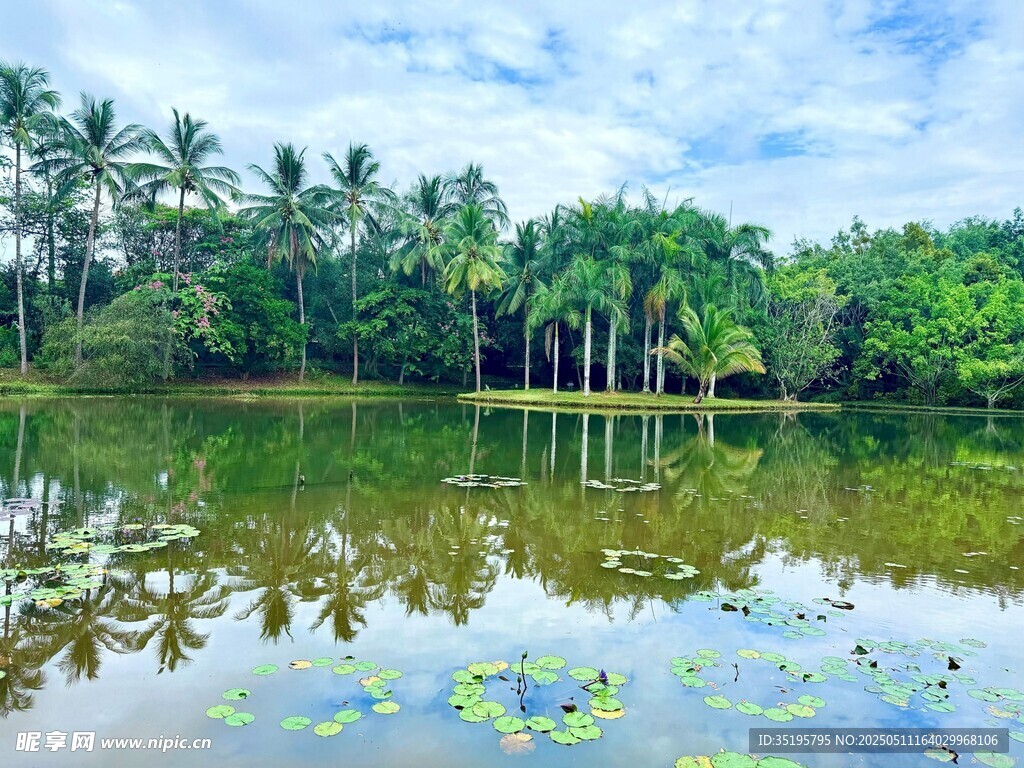 湖畔椰林美景