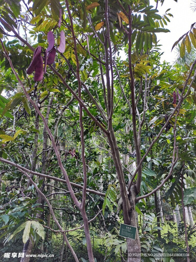 枝头紫花绽放的繁茂树木