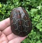 手捧花纹独特的乌龟