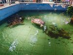 池中漂浮物致水体浑浊