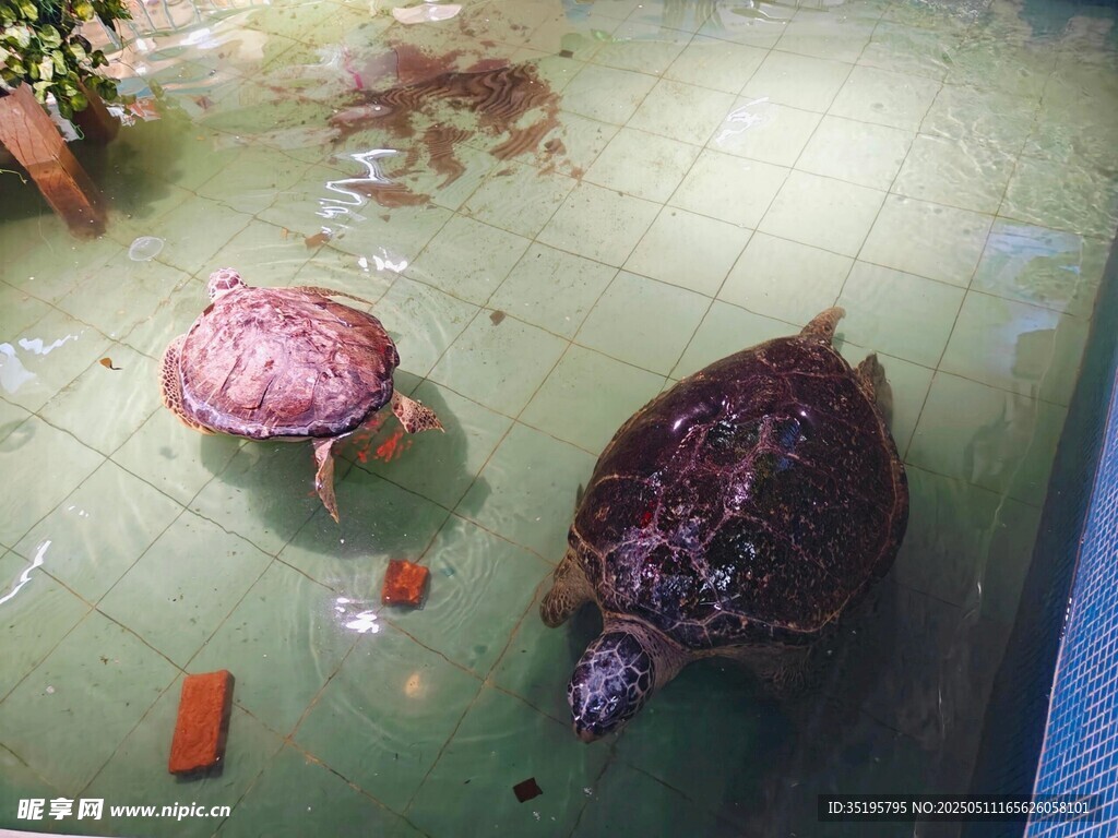 两只乌龟在地面上活动