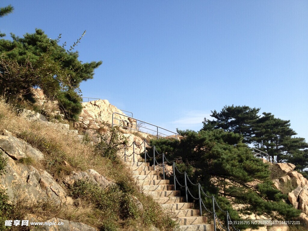 山间青松挺立