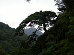山林间繁茂树木景观
