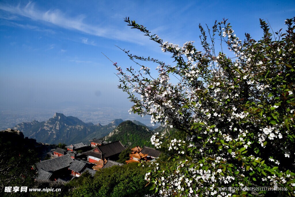 山间繁花盛开美景