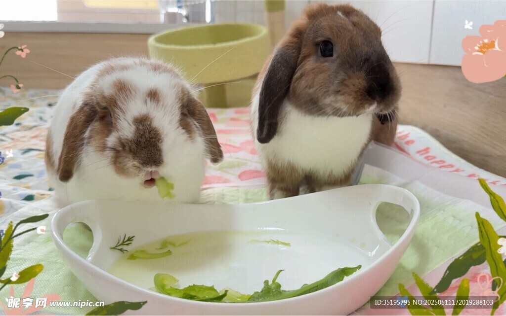 可爱双兔进食温馨画面