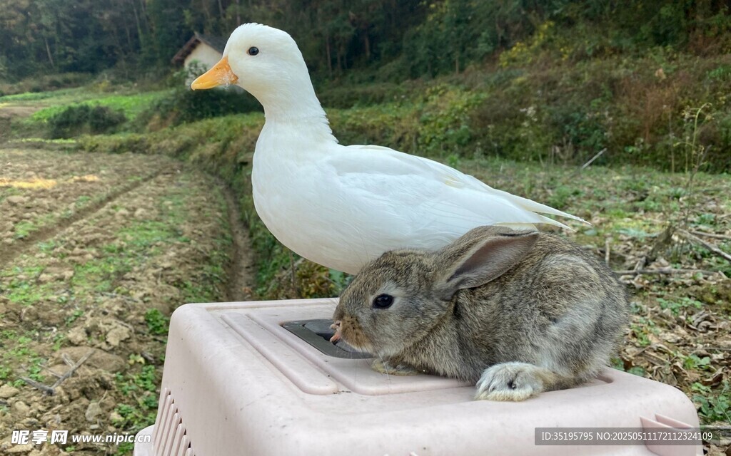 白兔与白鸭同框画面