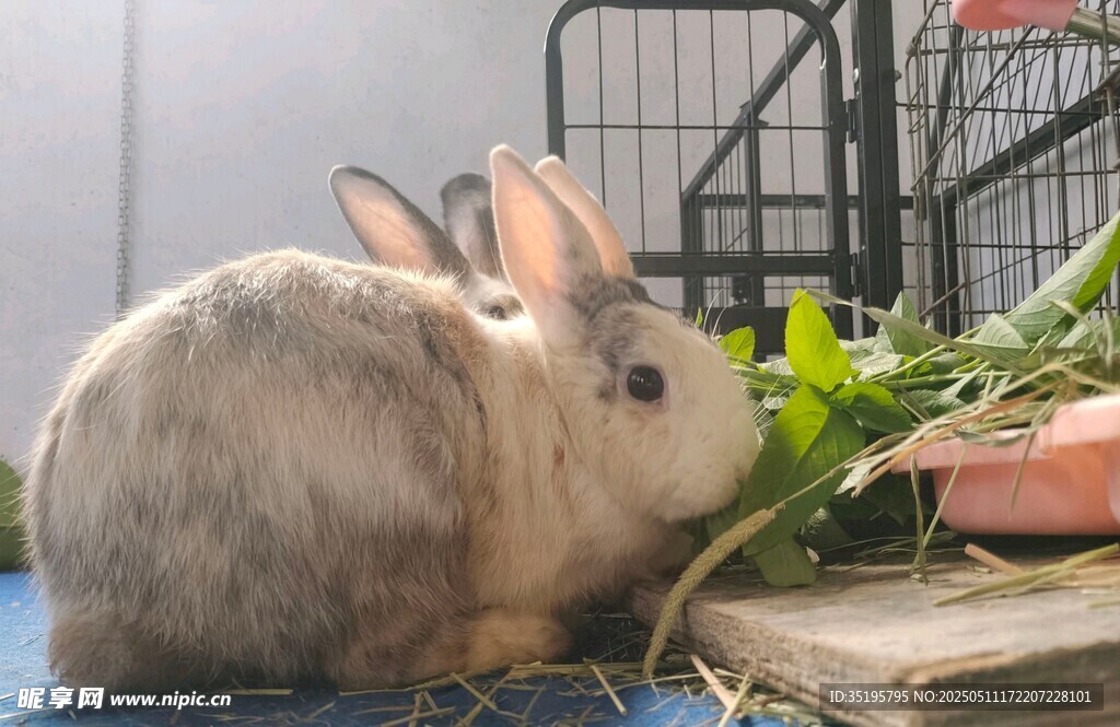 灰兔进食新鲜蔬菜