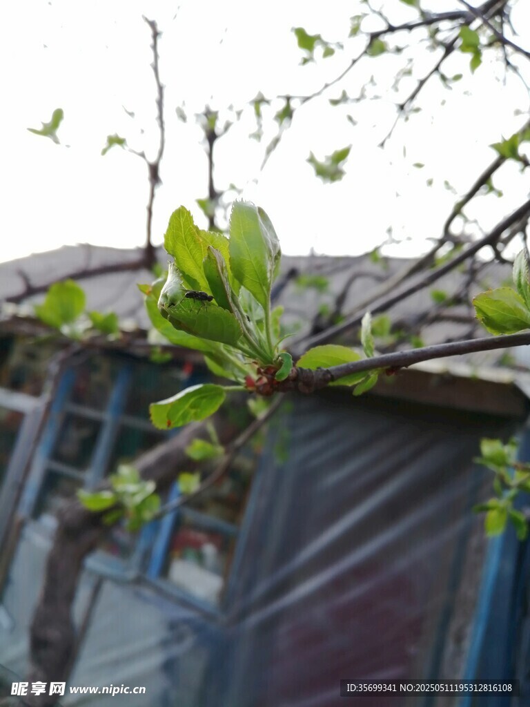 树叶