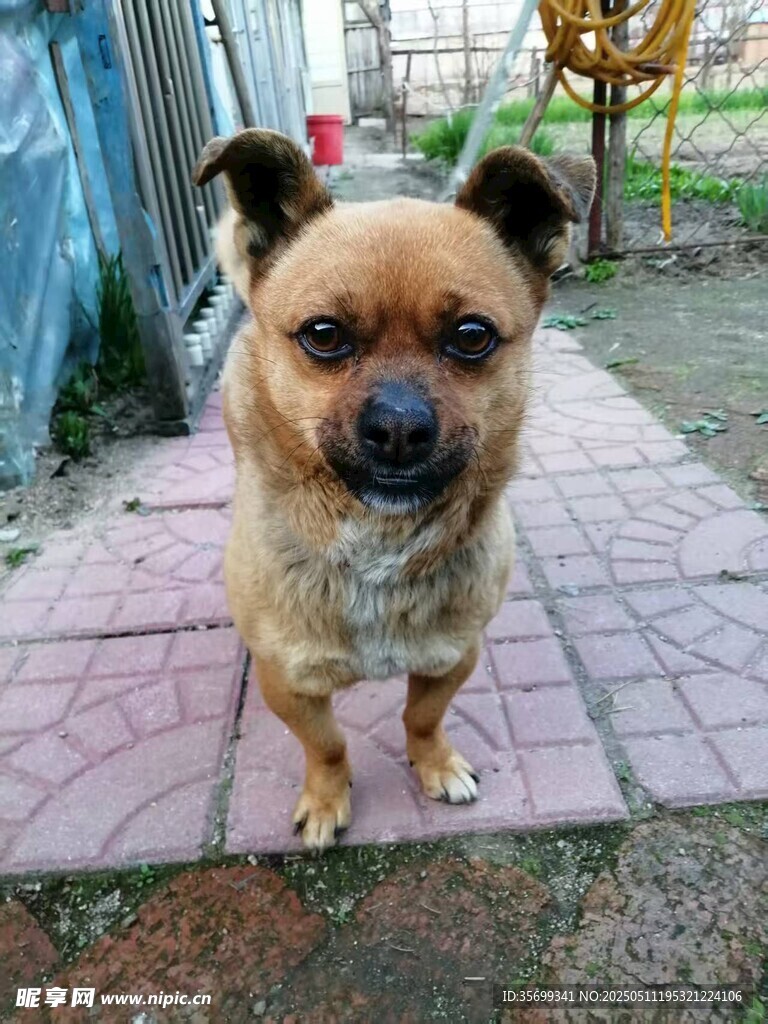 小狗