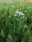 小白花