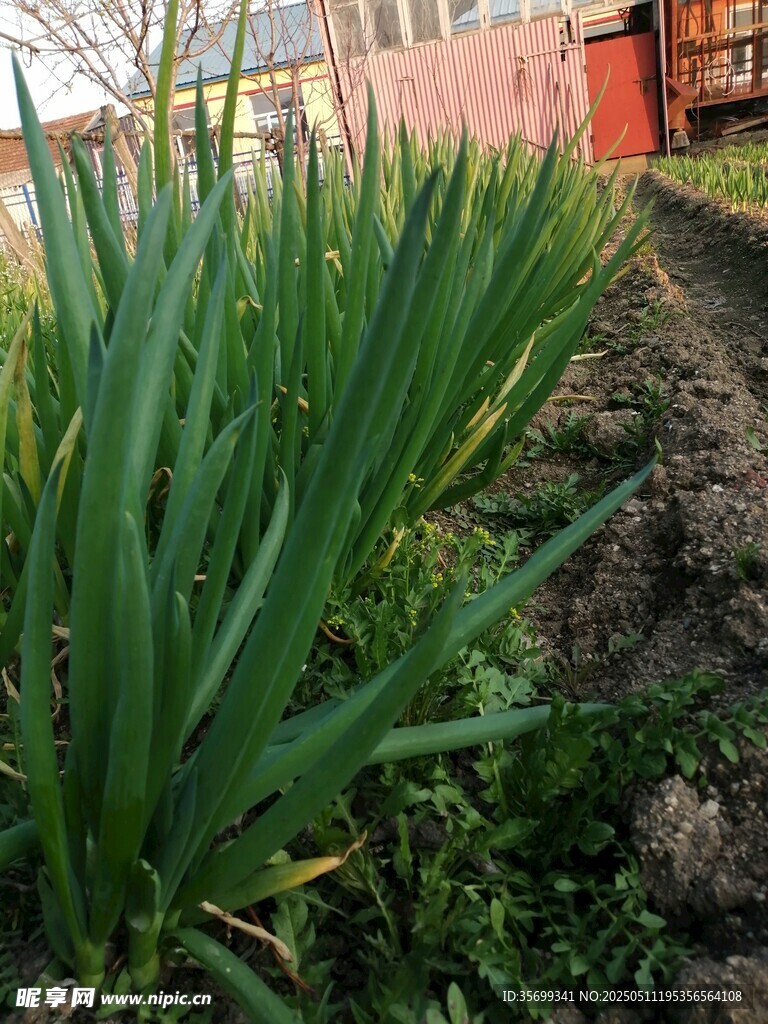 户外生长的绿色长叶植物