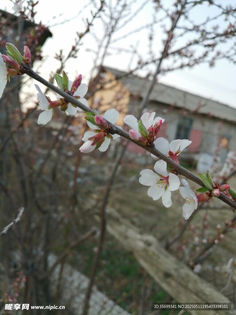 桃花
