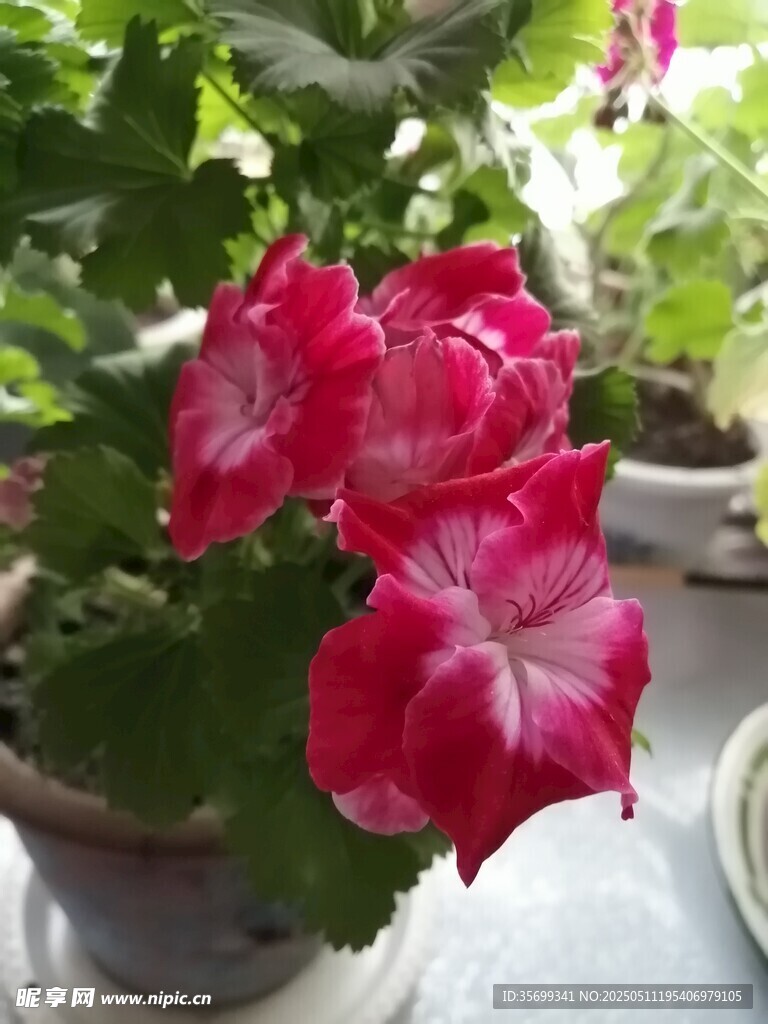 天竺葵