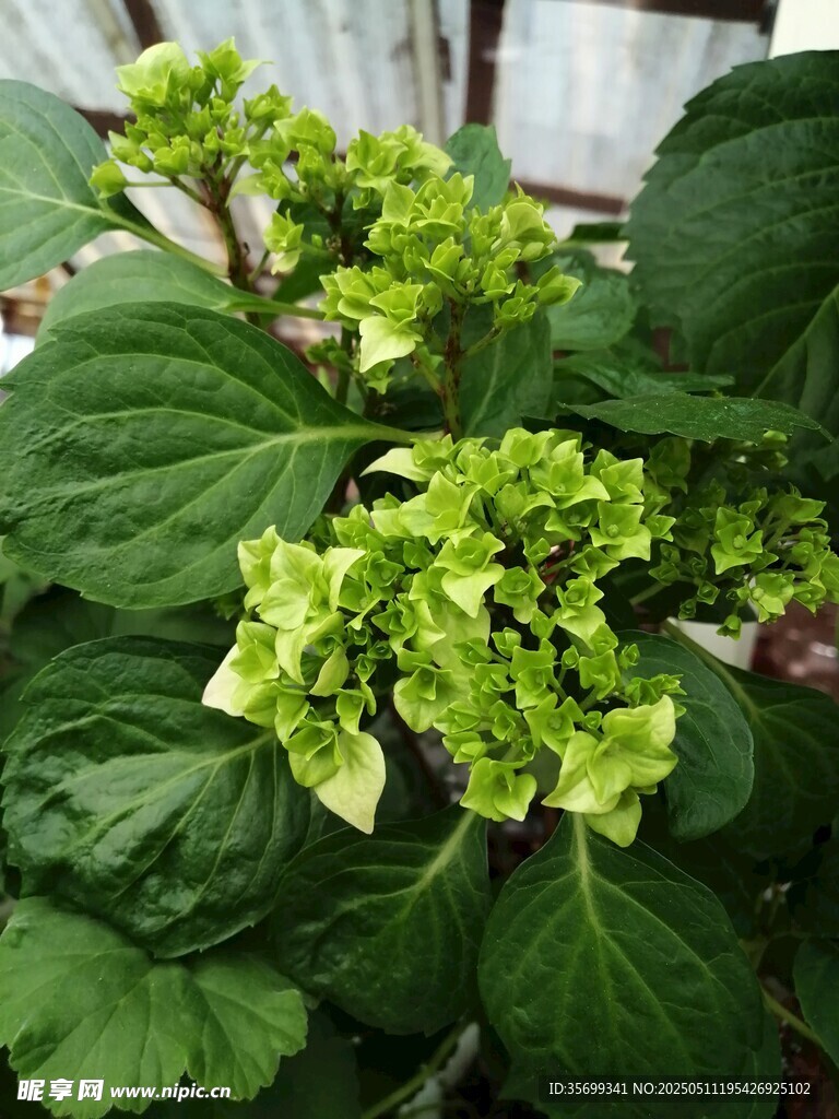 绿植