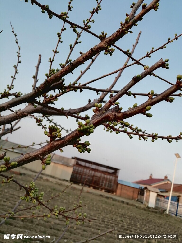 桃花