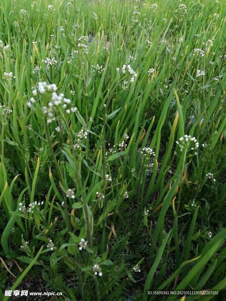 小白花
