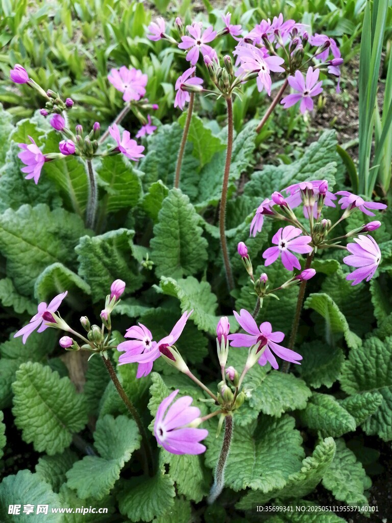 小粉花
