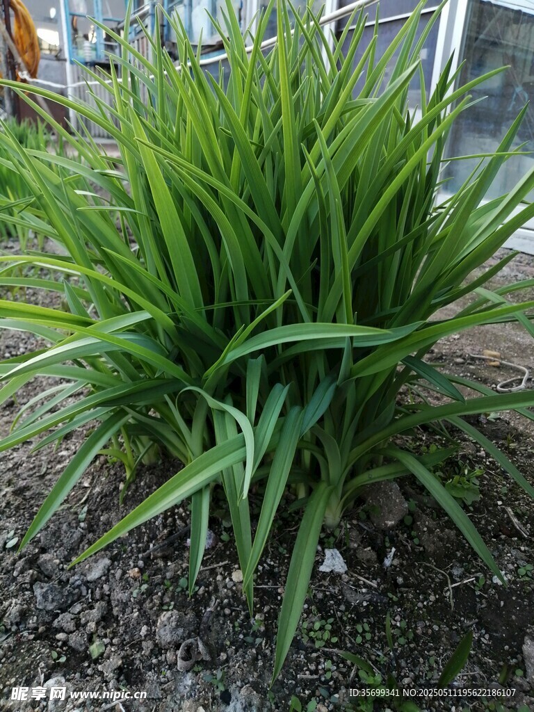 绿植