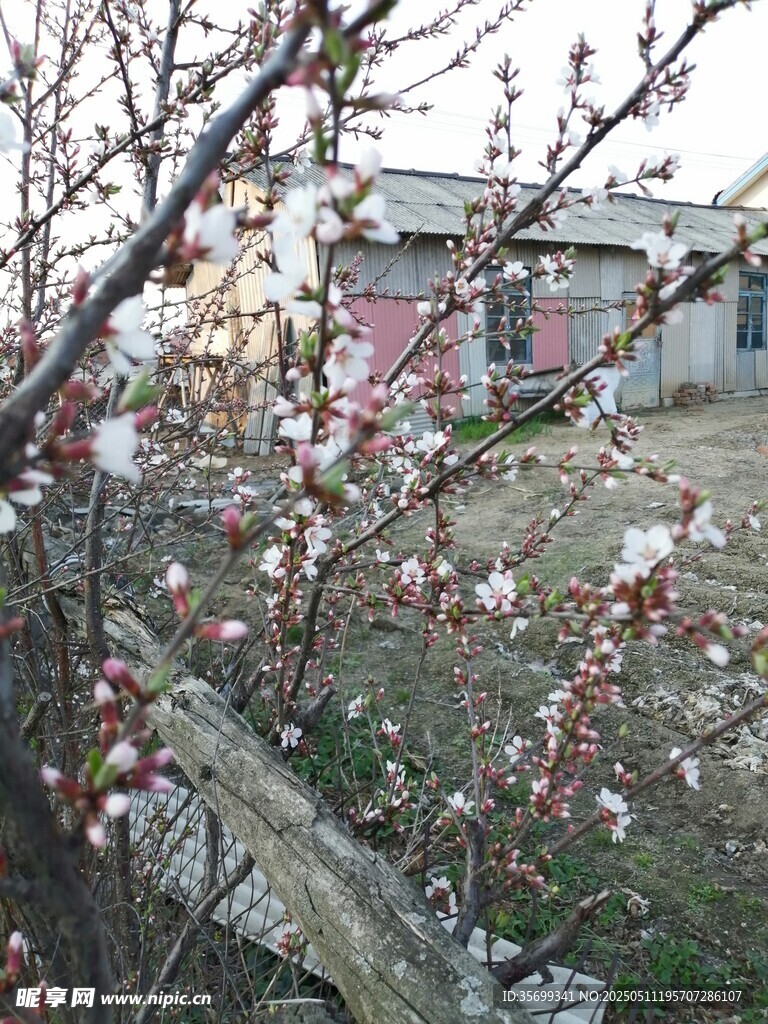 桃花