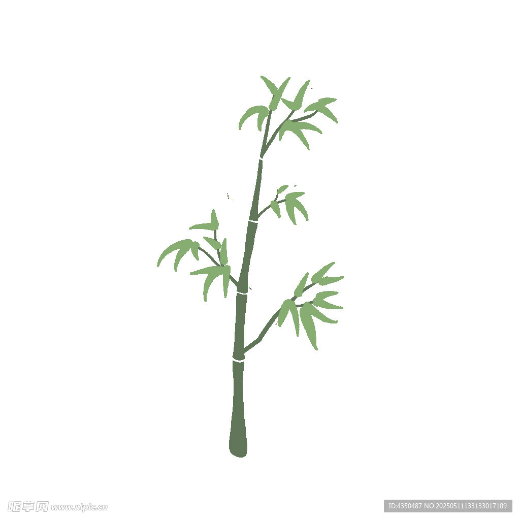 竹子 绿色
