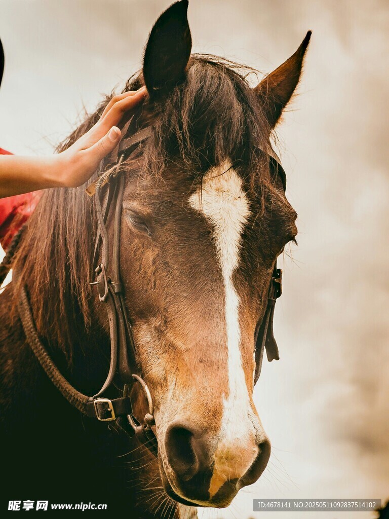 抚摸骏马