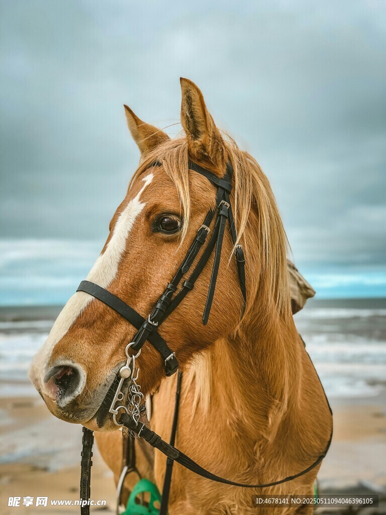 海边骏马特写