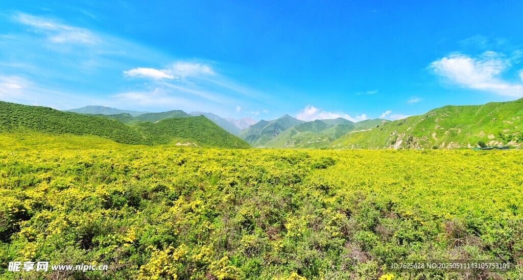夏日的黄草坪