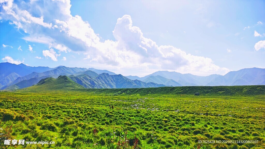 积石山黄草坪