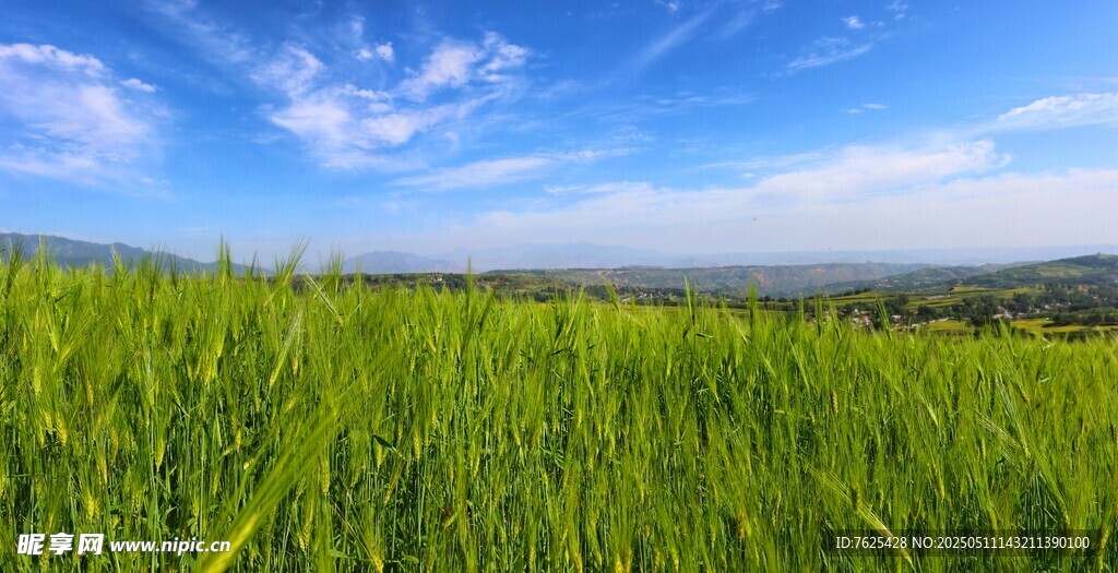 夏天麦田