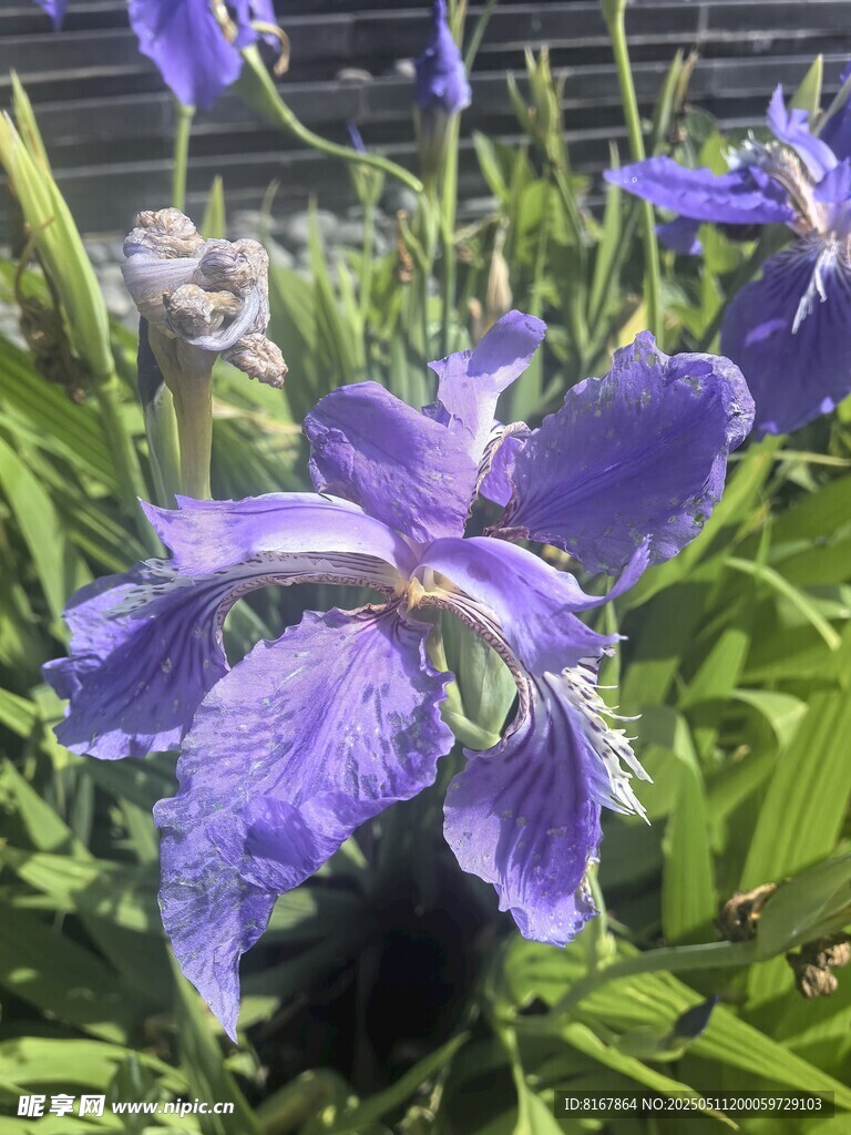 紫色鸢尾花绽放美景