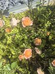 绽放的橙色月季花