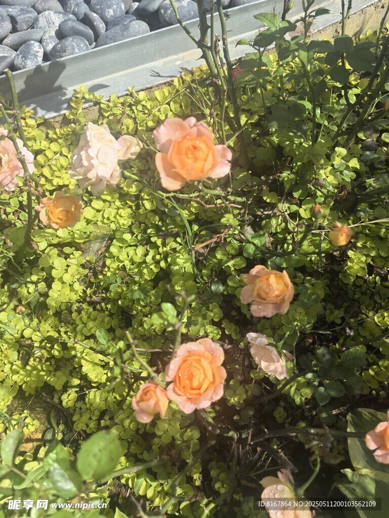 绽放的橙色月季花