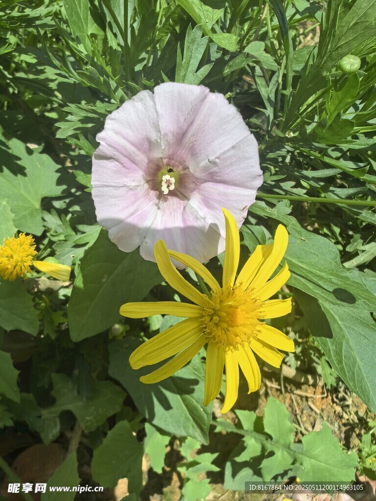 粉白黄花朵绽放于绿叶间