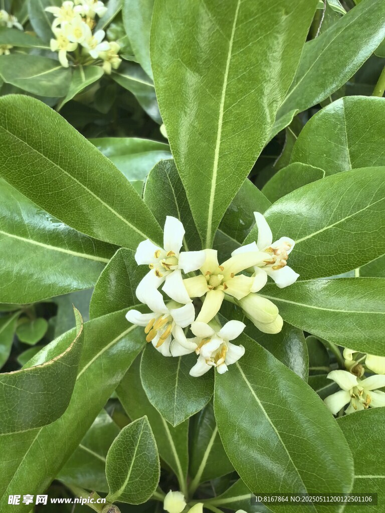 绿叶间绽放的白色小花