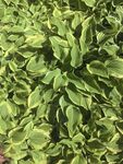 翠绿茂盛的绿叶植物