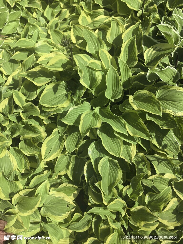 翠绿茂盛的绿叶植物