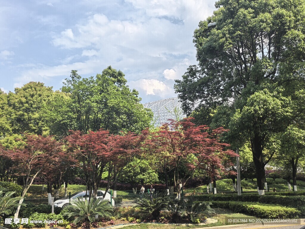公园多彩树木景观