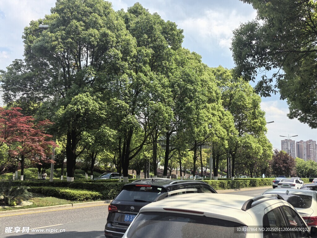 路边绿树成荫的停车场景