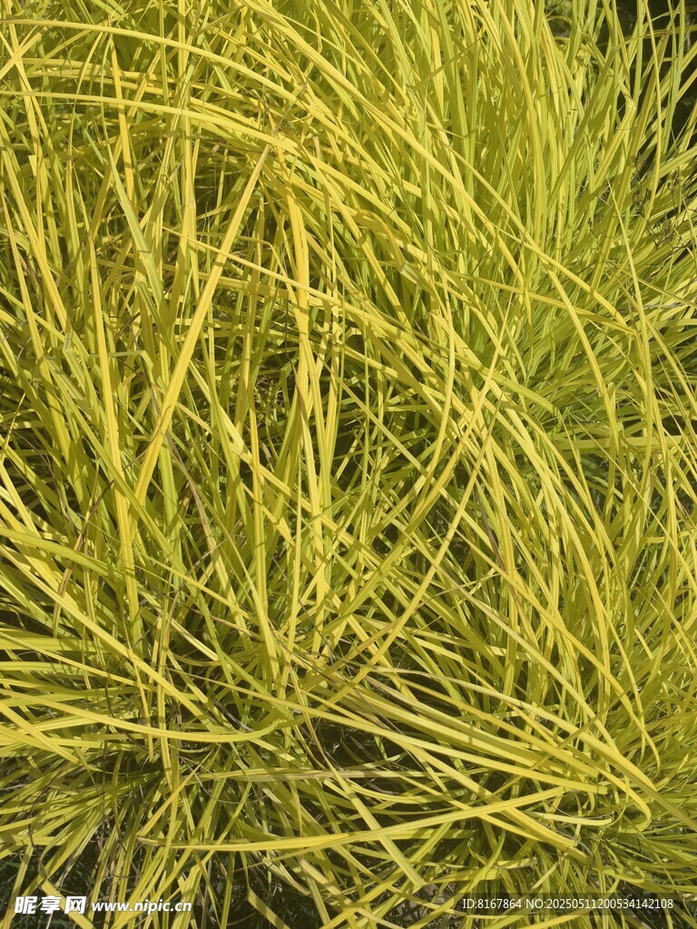 金黄细长草叶特写