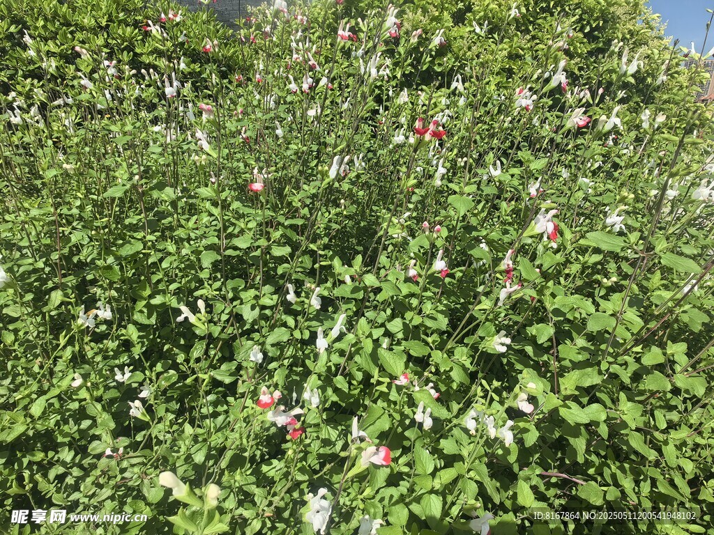繁茂绿植花丛景象