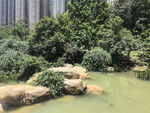 城市中的静谧绿植水景
