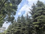 蓝天绿树间的清新景致